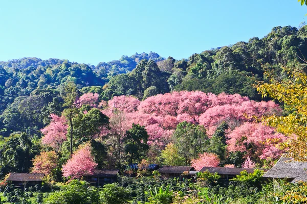 Kış aylarında çiçek açan sakura — Stok fotoğraf