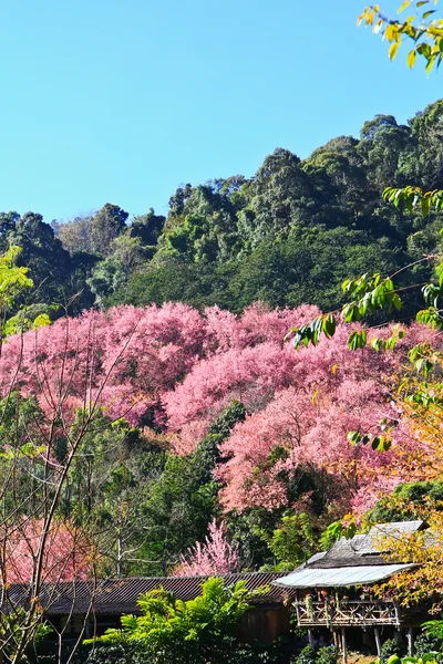 Sakura fioritura in inverno — Foto Stock