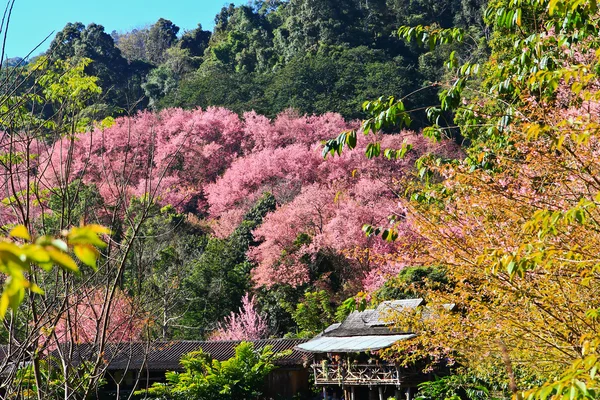 Kış aylarında çiçek açan sakura — Stok fotoğraf