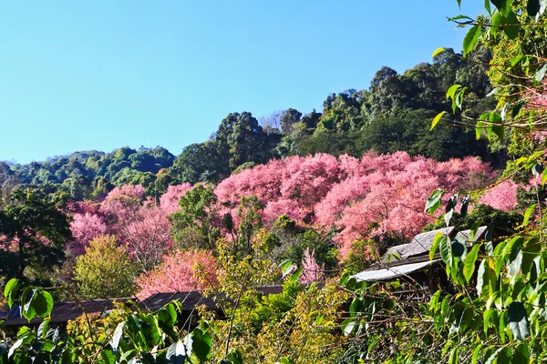 Kış aylarında çiçek açan sakura — Stok fotoğraf