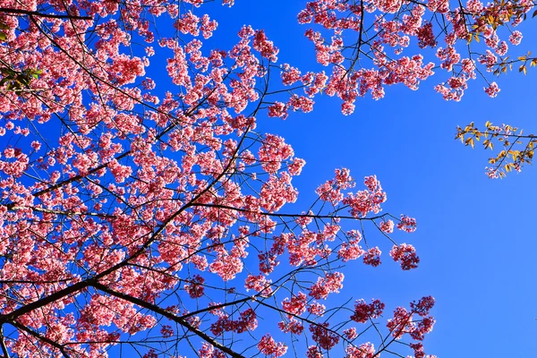 Sakura kvetoucí v zimě — Stock fotografie