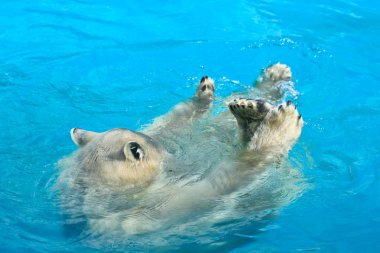 Kutup ayısı Yüzme