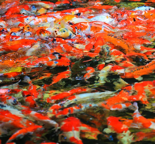 Koi fish — Stock Photo, Image