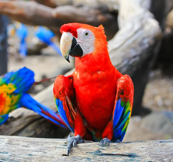 Guacamayo colorido — Foto de Stock