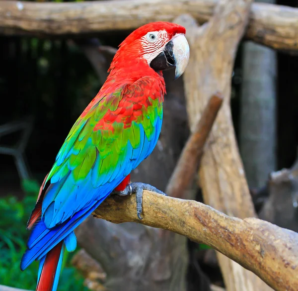 Colorful macaw — Stock Photo, Image