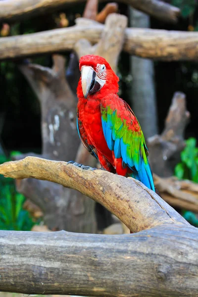 Colorful macaw — Stock Photo, Image