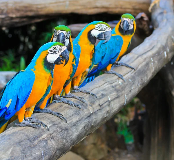 Colorful macaw — Stock Photo, Image