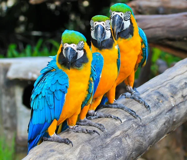 Colorful macaw — Stock Photo, Image