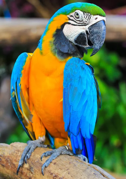 Colorful macaw — Stock Photo, Image