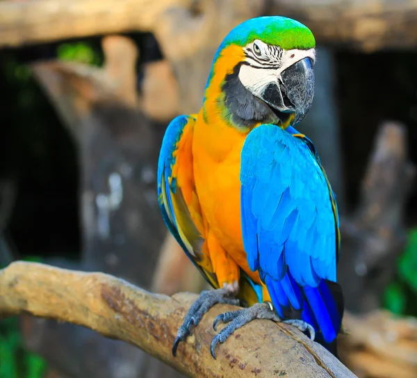 Macaw colorato — Foto Stock