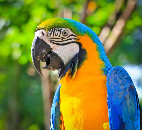 Arara colorida — Fotografia de Stock