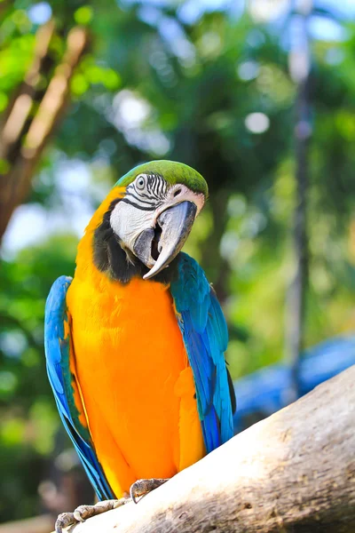 Colorful macaw — Stock Photo, Image