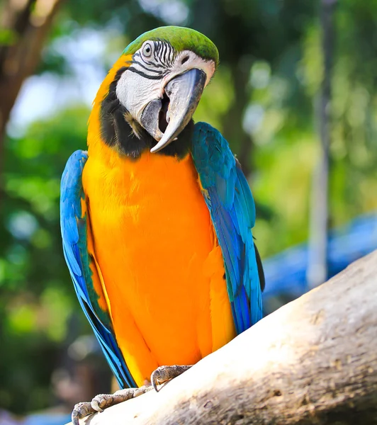 Renkli Amerika papağanı — Stok fotoğraf