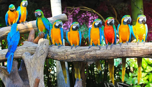 Colorful macaw — Stock Photo, Image