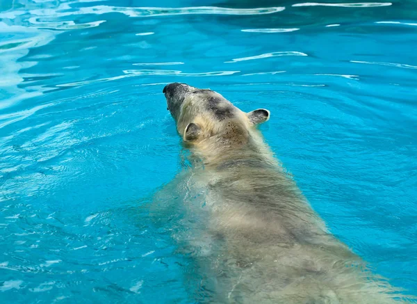 Kutup ayısı Yüzme — Stok fotoğraf