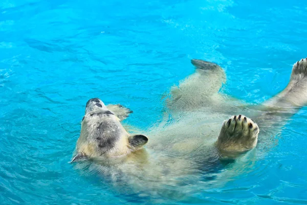 Polar bear zwemmen — Stockfoto