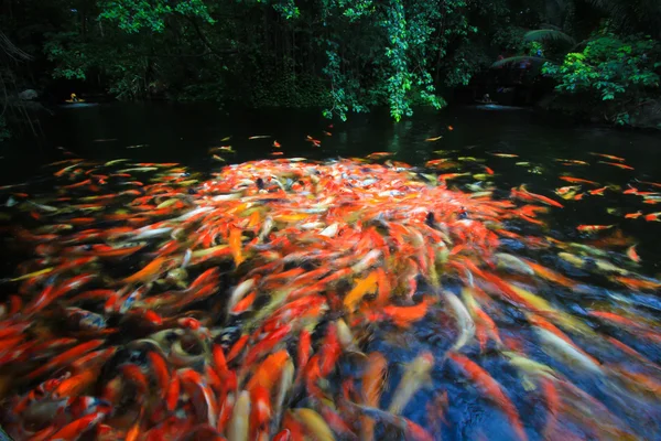 Färgglada koi eller karp — Stockfoto