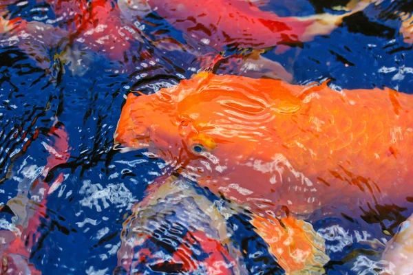 Colorful Koi or carp — Stock Photo, Image