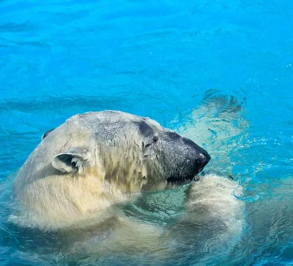 Polar bear swim Royalty Free Stock Images