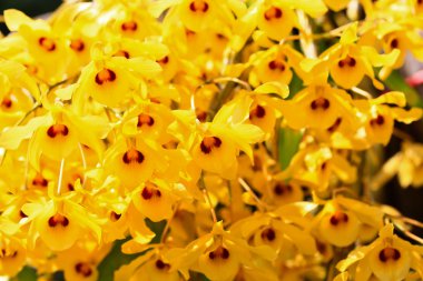 Sarı orkide çiçek