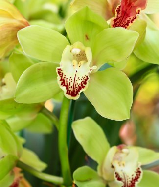 Bahçedeki orkide çiçekleri