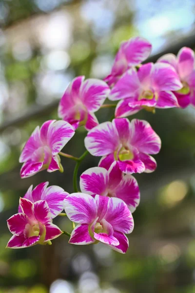 Orquídeas no jardim — Fotografia de Stock