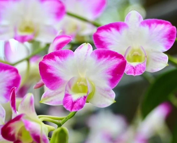 Orchideeën in de tuin — Stockfoto