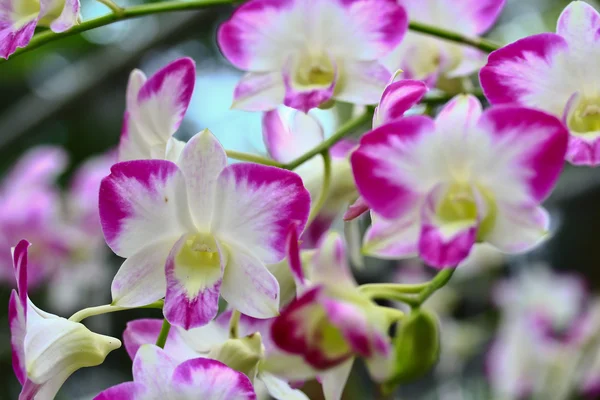 Orchidee in giardino — Foto Stock