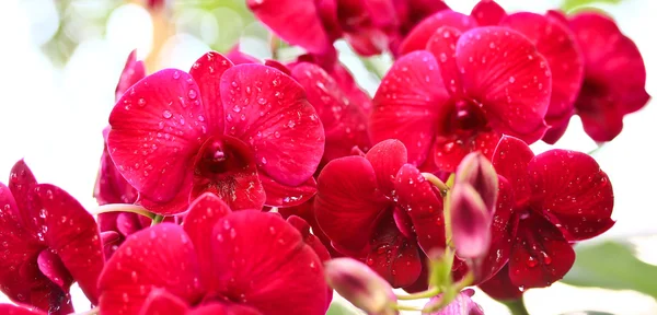 Orchidées dans le jardin — Photo