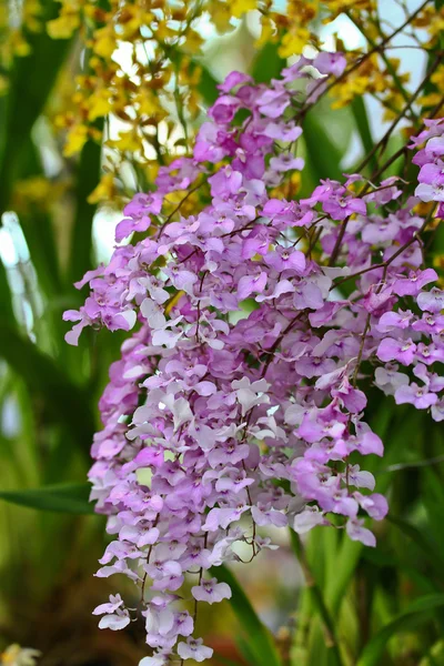 Orchideeën in de tuin — Stockfoto