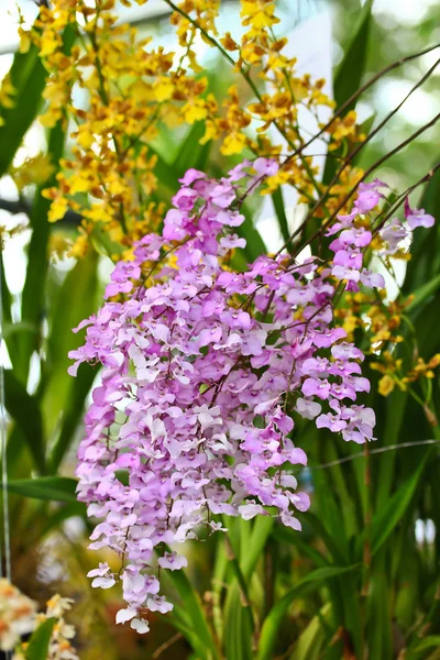Orchideeën in de tuin — Stockfoto