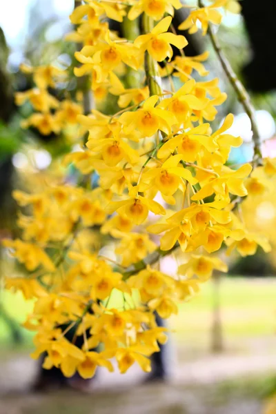 Orquídea amarilla — Foto de Stock