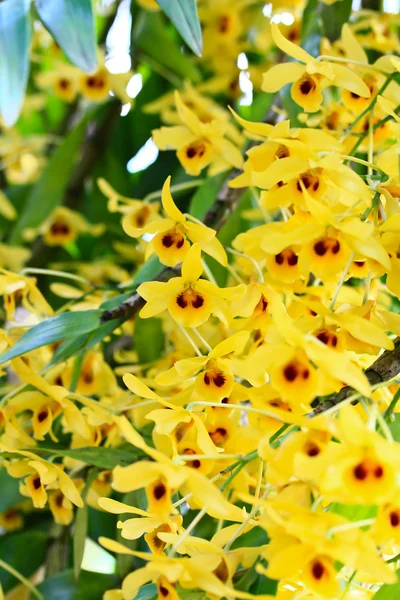 Flores de orquídeas amarillas — Foto de Stock