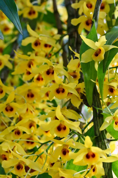 Gul orkidéer blommor — Stockfoto