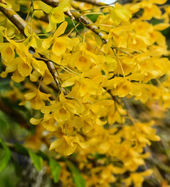 Flores de orquídeas amarillas — Foto de Stock