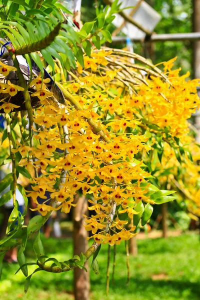 Kwiaty storczyki żółty — Zdjęcie stockowe