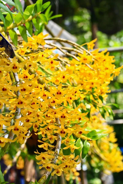 Fiori gialli dei Orchids — Foto Stock