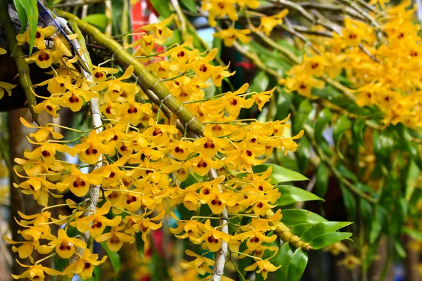 Gul orkidéer blommor — Stockfoto