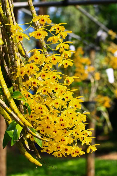 Fiori gialli dei Orchids — Foto Stock