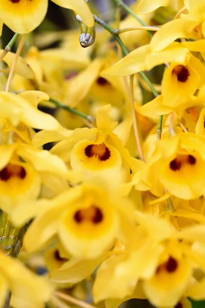 Kwiaty storczyki żółty — Zdjęcie stockowe