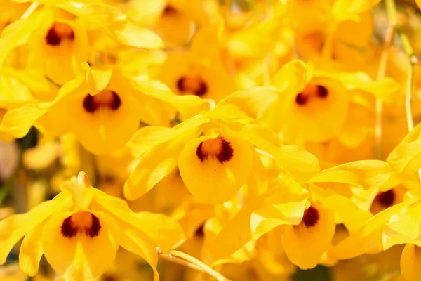 Gul orkidéer blommor — Stockfoto