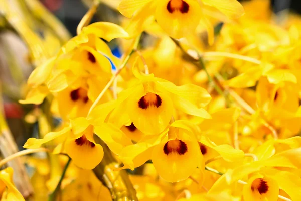 Gul orkidéer blommor — Stockfoto