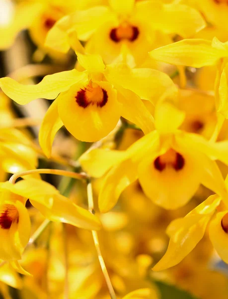 Flores de orquídeas amarillas — Foto de Stock