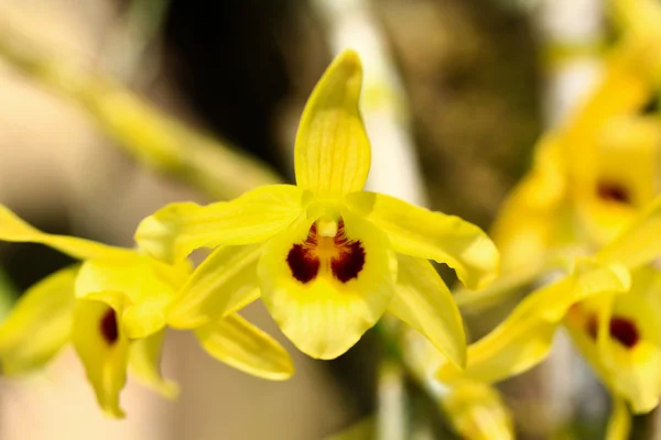 Orchidées jaunes fleurs — Photo