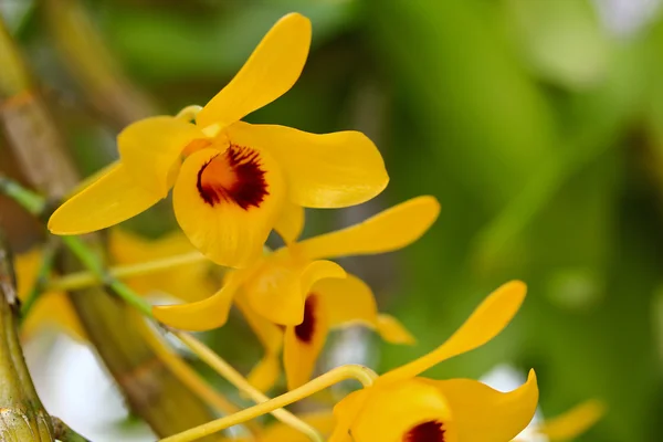 Yellow Orchids flowers — Stock Photo, Image