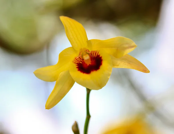 Gele orchideeën bloemen — Stockfoto