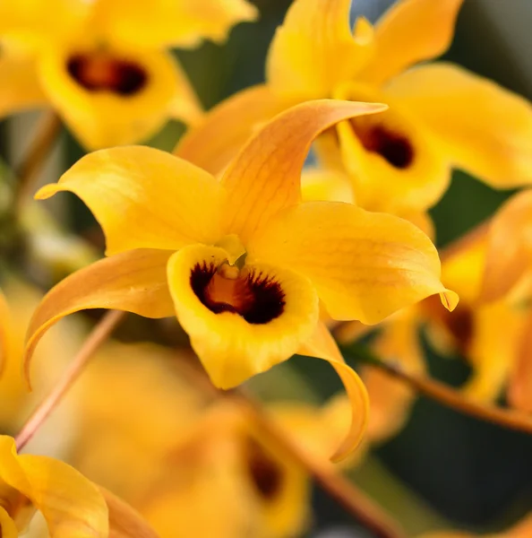 Gelbe Orchideenblüten — Stockfoto