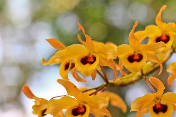 Gul orkidéer blommor — Stockfoto