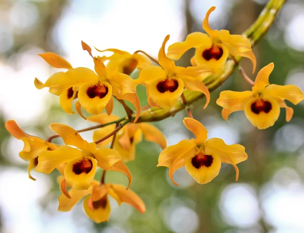 Цветы желтых орхидей — стоковое фото
