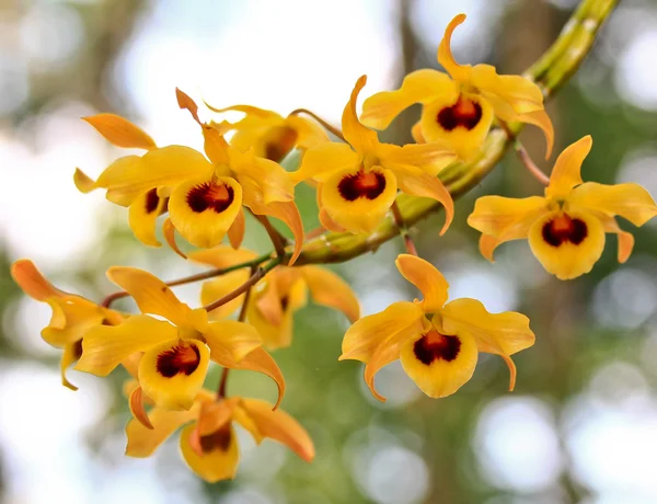 Gul orkidéer blommor — Stockfoto